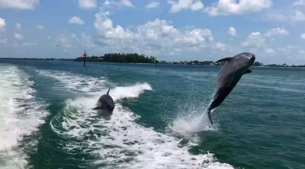 Wildlife tour near Anna Maria Island