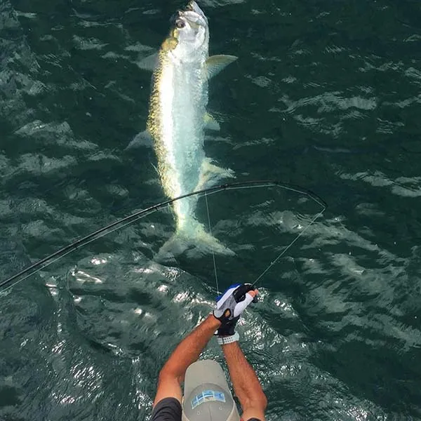 Tarpon fishing near Anna Maria Island