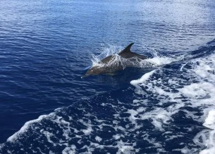 Wildlife tour near Anna Maria Island