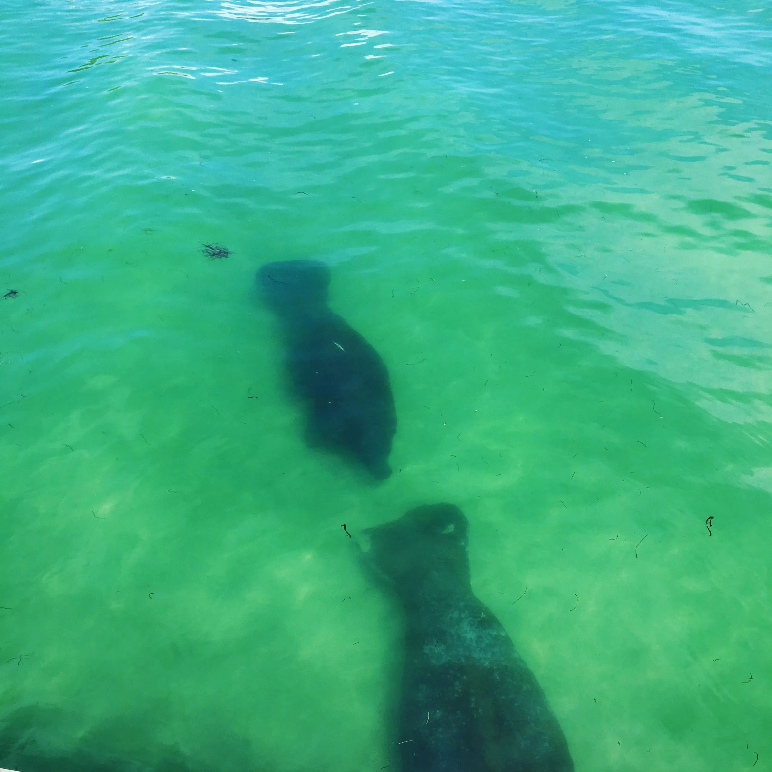 Wildlife tour near Anna Maria Island