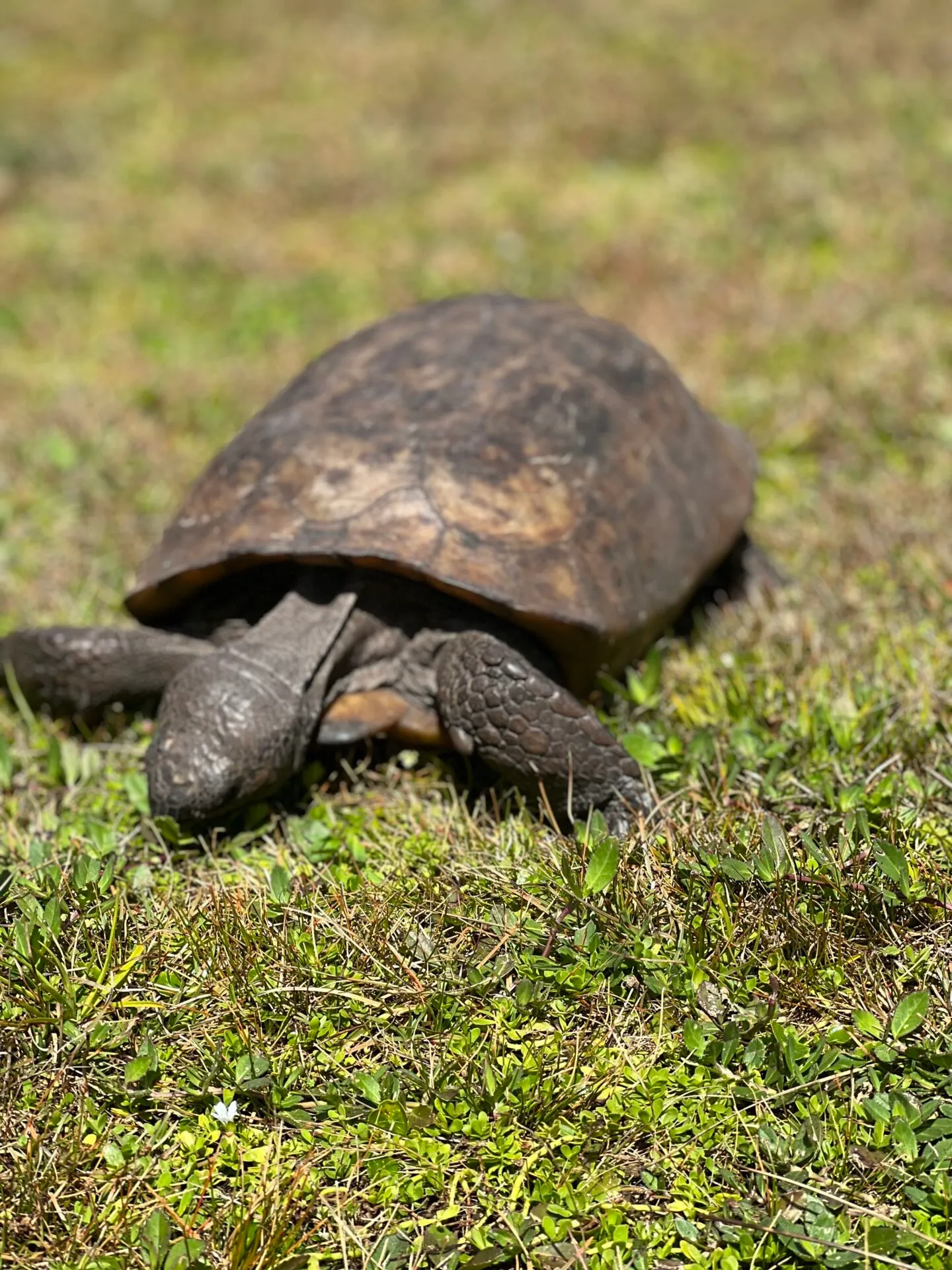 Explore the Wonders of Wildlife Tours Around Anna Maria Island