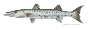 Great barracuda caught near Anna Maria Island