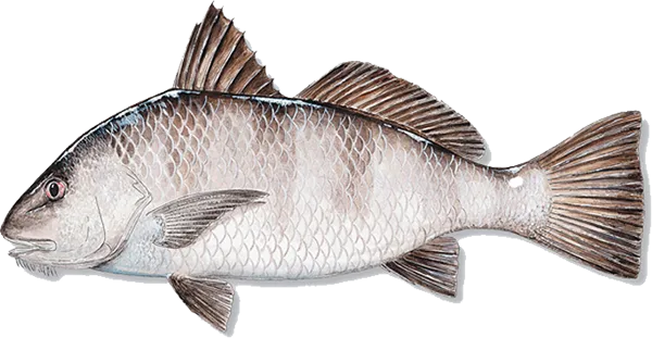 Black drum caught near Anna Maria Island