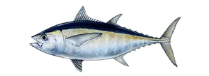 Blackfin tuna caught offshore near Anna Maria Island