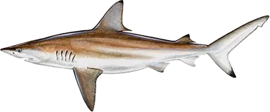 Blacktip shark caught near Anna Maria Island