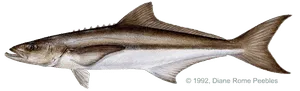 Cobia caught near Anna Maria Island