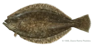 Flounder caught near Anna Maria Island