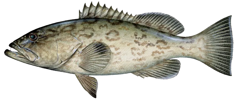 Gag grouper caught offshore near Anna Maria Island