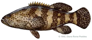 Goliath grouper caught and released near Anna Maria Island