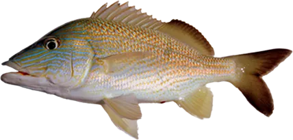 Grunt caught on the reefs near Anna Maria Island