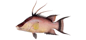 Hogfish caught near Anna Maria Island