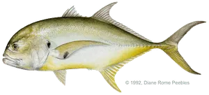 Jack crevalle caught near Anna Maria Island