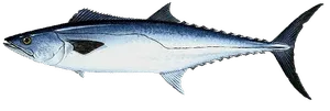 Kingfish caught near Anna Maria Island
