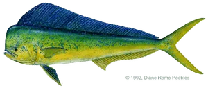 Mahi-mahi caught offshore near Anna Maria Island