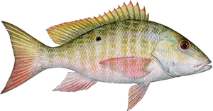 Mutton snapper caught offshore near Anna Maria Island