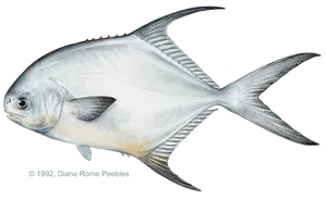 Permit caught near Anna Maria Island