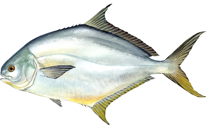 Florida pompano caught near Anna Maria Island