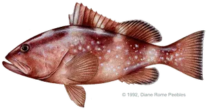 Red grouper caught offshore near Anna Maria Island