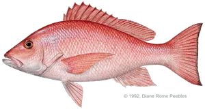 American red snapper caught offshore near Anna Maria Island
