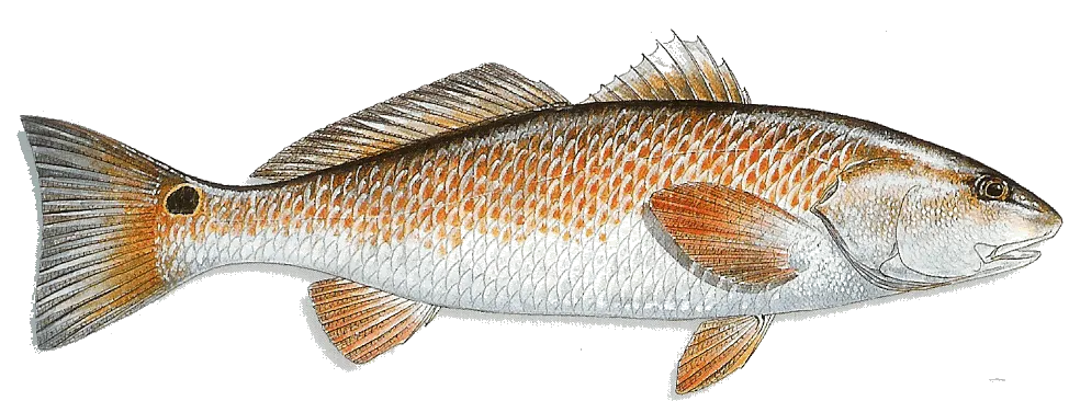 Redfish caught on the flats near Anna Maria Island