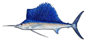 Sailfish hooked offshore near Anna Maria Island