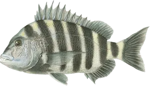 Sheepshead caught near Anna Maria Island