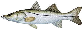 Snook caught near Anna Maria Island