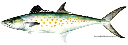 Spanish mackerel caught near Anna Maria Island