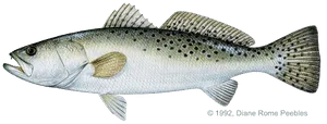 Spotted seatrout caught near Anna Maria Island