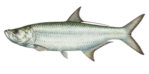 Tarpon hooked near Anna Maria Island