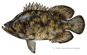 Tripletail caught near Anna Maria Island