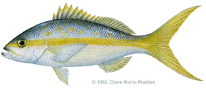 Yellowtail snapper caught offshore near Anna Maria Island
